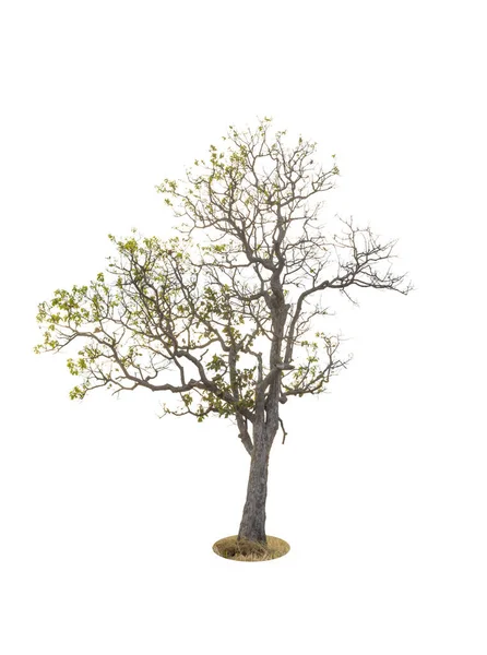 Albero Isolato Sfondo Bianco — Foto Stock