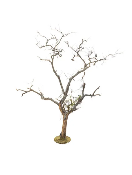 Döda Träd Isolerad Vit Bakgrund — Stockfoto