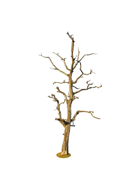 Beyaz Arkaplanda Izole Edilmiş Ölü Ağaç — Stok fotoğraf