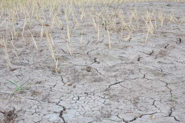 Σπορόφυτα Ρυζιού Γιασεμιού Που Αναπτύσσονται Αλμυρό Έδαφος Και Ξηρασία — Φωτογραφία Αρχείου