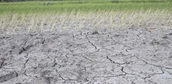 Yasemin Pirinç Fideleri Tuzlu Toprak Kuraklıkta Yetişir — Stok fotoğraf