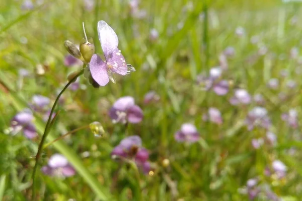 Małe Purpurowe Kwiaty Kwitnące Naturalnym Lesie — Zdjęcie stockowe