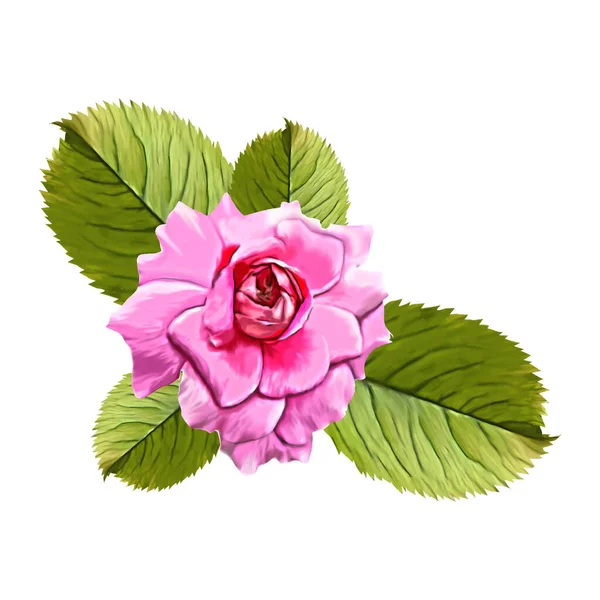 Rosa Rosa Fiore Isolato Sfondo Bianco — Vettoriale Stock