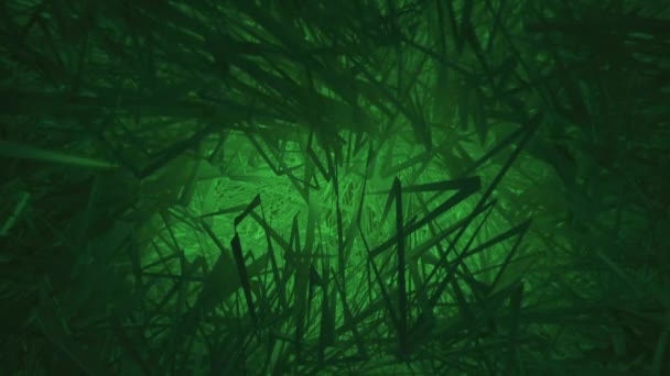 Hierba Verde Exuberante Oscura Suavemente Balanceándose Full Textura Naturaleza Movimiento — Vídeo de stock