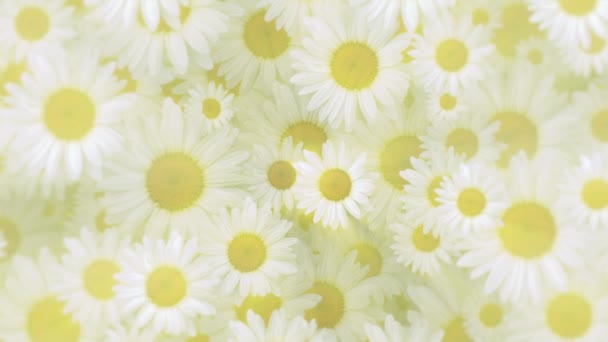 優しく動く白と黄色のデイジーの花で美しい春の動きの背景アニメーションが満開 — ストック動画