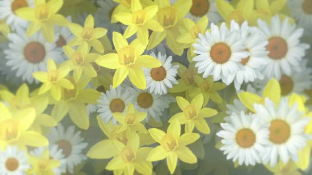 Beautiful Springtime Floral Nature Motion Background Animation Gently Moving Daffodil — Stock Video