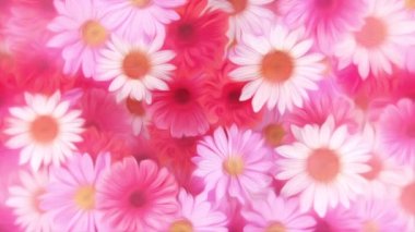 Güzel yaz hareketi arka plan animasyonu. Yağlı boya resim tarzında. Nazikçe hareket eden beyaz papatya çiçekleri, pembe ve kırmızı papatyalar..