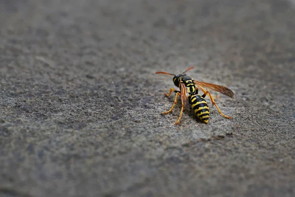 黄黑相间的黄蜂在灰色的石头表面爬行 复制空间 昆虫世界 — 图库照片