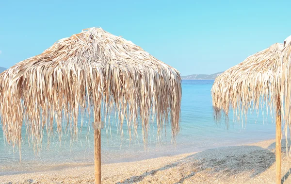 Parapluies de plage Palm — Photo