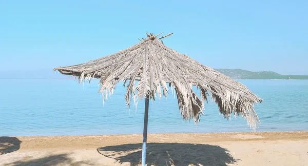 Palmier parasol de plage — Photo