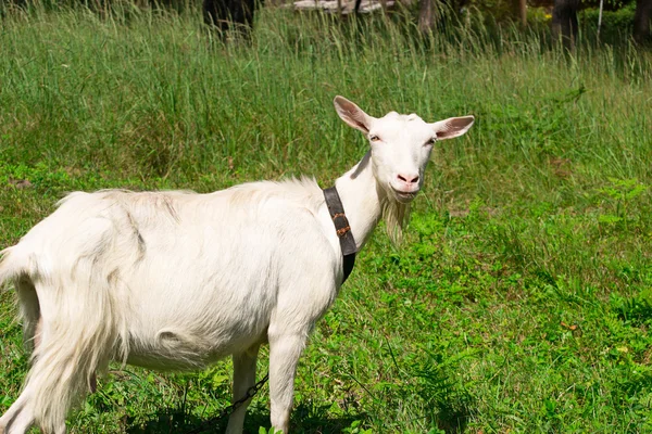 Goat on the nature — Stock Photo, Image