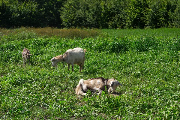 Goat on the nature — Stock Photo, Image