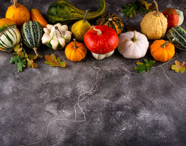 Various decorative pumpkins. Autumn harvest — Stock Photo, Image