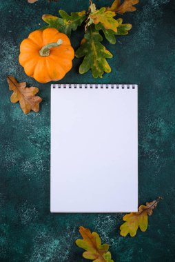 Çeşitli dekoratif balkabakları. Sonbahar hasadı