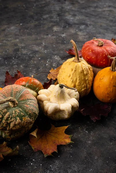 Diverses citrouilles décoratives et feuilles sèches. — Photo