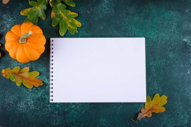 Çeşitli dekoratif balkabakları. Sonbahar hasadı