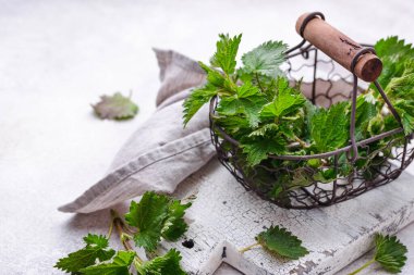 Young fresh nettle, spring herbs for cooking
