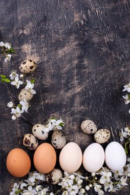 Tavuk yumurtalarının gradyanı aydınlıktan karanlığa