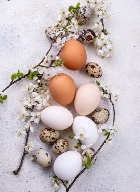 Tavuk yumurtalarının gradyanı aydınlıktan karanlığa