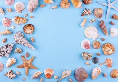 Deniz kabuklu yaz arkaplanı