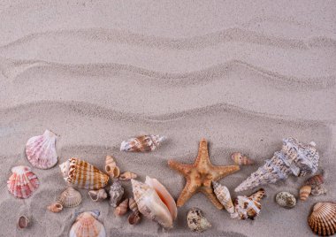 Deniz kabuklu yaz arkaplanı