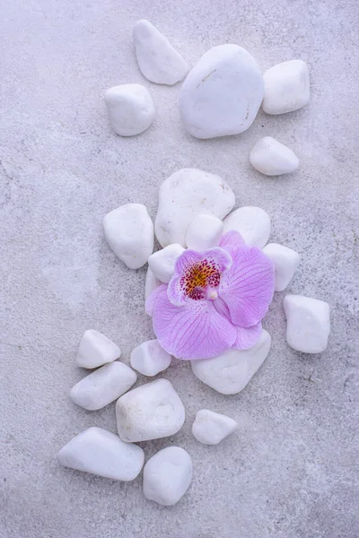 Spa konsepti. Doğal güzellik kozmetikleri