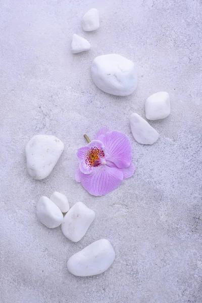 Spa konsepti. Doğal güzellik kozmetikleri