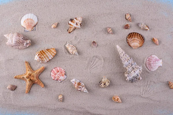 Summer nautical marine background with shell — Stock Photo, Image