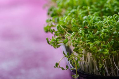 Microgreens sprouts of watercress salad.