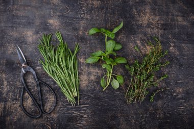 Biberiye, kekik ve fesleğen. Taze bahçe bitkileri.