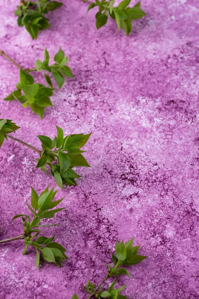 Concrete Lilac Violet Background Branch Tree Spring Concept — Stockfoto