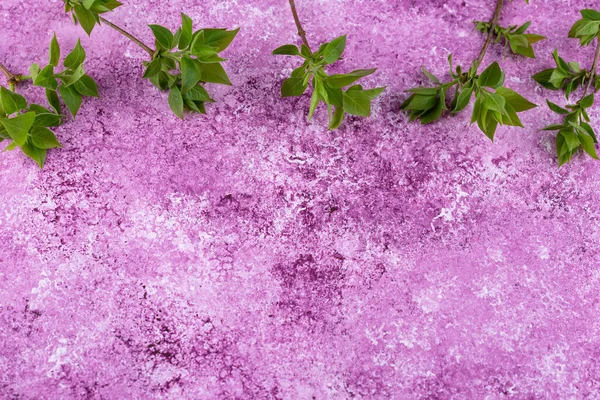 Concrete Lilac Violet Background Branch Tree Spring Concept — Foto Stock