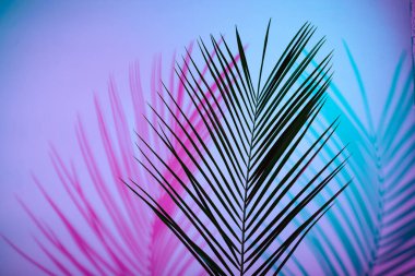 Tropical leaves in neon light with blurred unfocused duotone color shadows