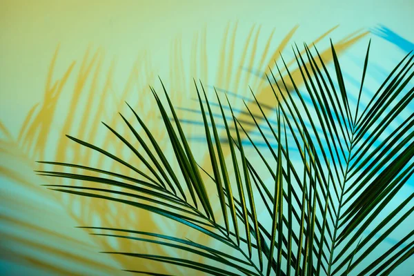 Tropical leaves in neon light with blurred unfocused duotone color shadows