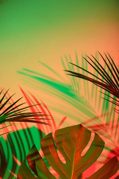 Tropical leaves in neon light with blurred unfocused duotone color shadows