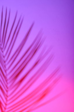 Tropical leaves in neon light with blurred unfocused duotone color shadows