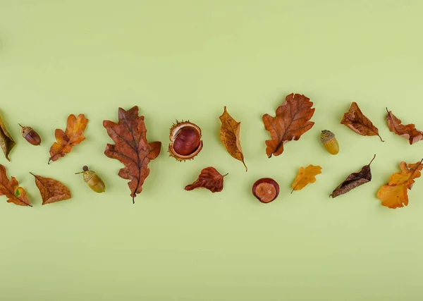 Autumn fall background with different dry leaves.