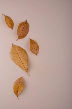 Farklı kuru yapraklarla sonbahar sonbahar arkaplanı.