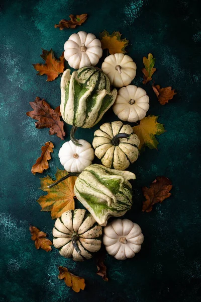 Outono Cair Fundo Com Diferentes Abóboras Decorativas — Fotografia de Stock