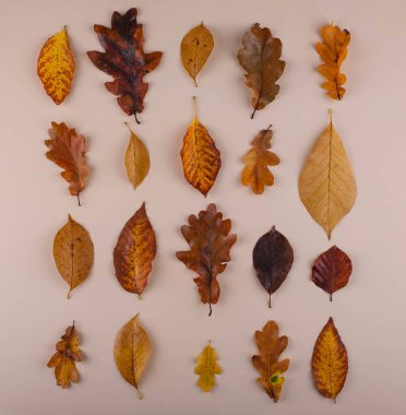 Farklı kuru yapraklarla sonbahar sonbahar arkaplanı.