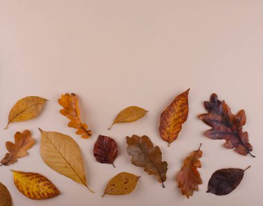 Farklı kuru yapraklarla sonbahar sonbahar arkaplanı.