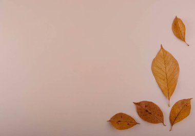 Farklı kuru yapraklarla sonbahar sonbahar arkaplanı.