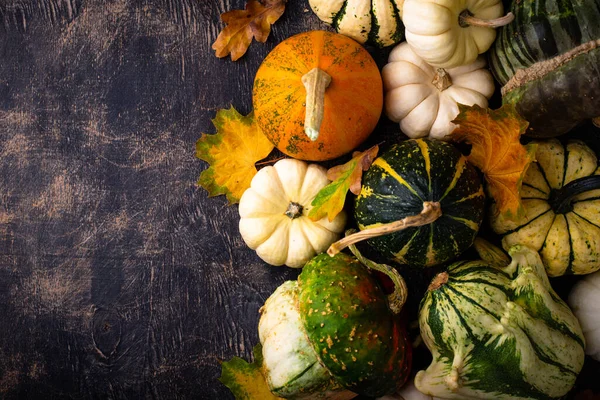 Automne Automne Fond Avec Différentes Citrouilles Décoratives — Photo