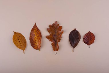 Farklı kuru yapraklarla sonbahar sonbahar arkaplanı.