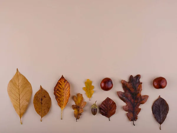 Autumn fall background with different dry leaves.