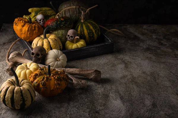 Elegant Halloween Still Life Decorative Pumpkin Skull — Stock Photo, Image