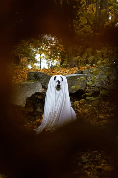 Alaskan Malamute Dog Ghost Costume Halloween Concept — Stock Photo, Image