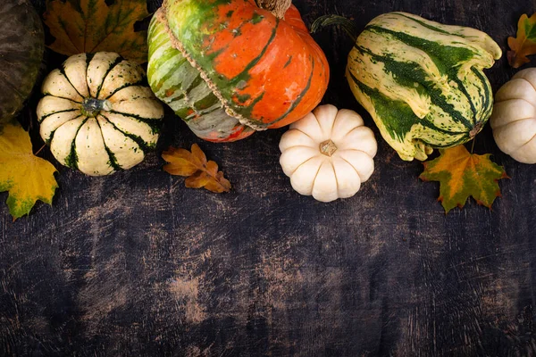 Automne Automne Fond Avec Différentes Citrouilles Décoratives — Photo