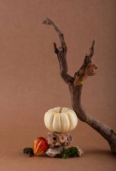 Outono Caem Vida Morta Moderna Com Abóbora Conceito Halloween Com — Fotografia de Stock