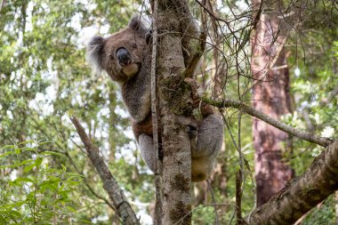 Vahşi doğada bir ağaçta Koala - aşırı yakın çekim